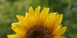 Sunflower image cropped to 200x100