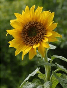 Originalbild einer Sonnenblume