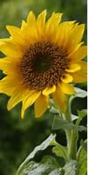 Bild einer Sonnenblume, zugeschnitten auf 100 x 200