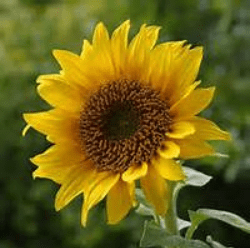 Bild einer Sonnenblume, zugeschnitten auf 200 x 200
