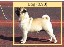 Profilansicht des stehenden Mops mit Begrenzungsrahmen und Hundebezeichnung