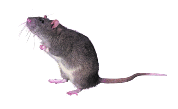 Figure mouse 