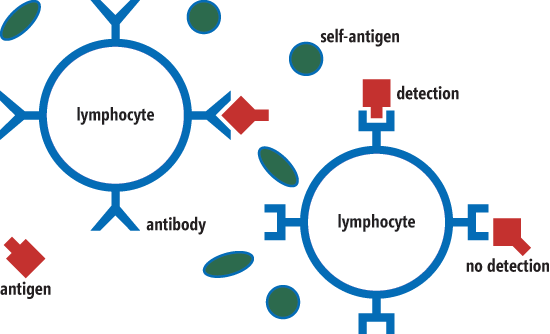 Key Elements of a Simplified Immune System