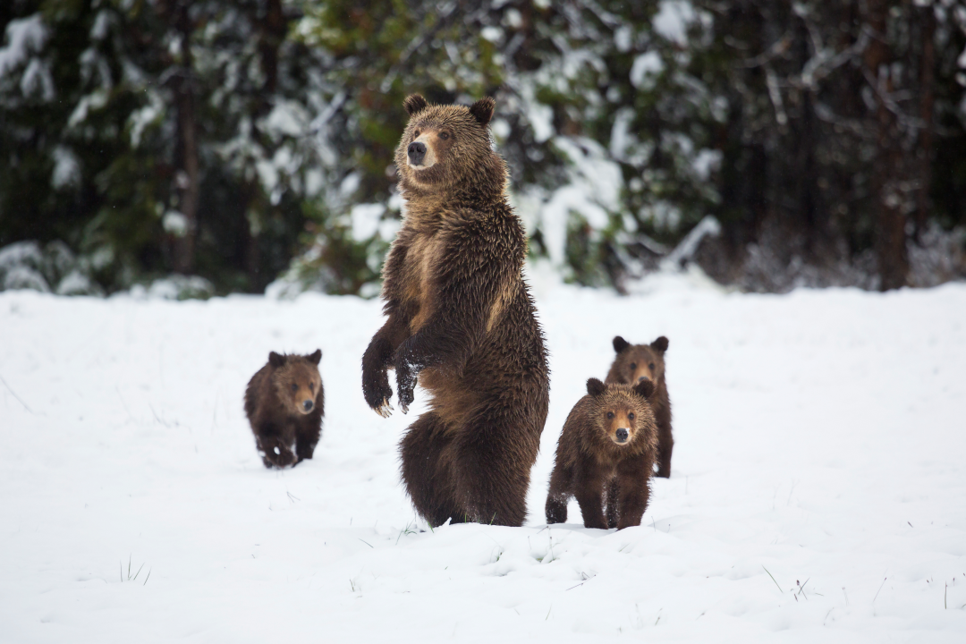 Photo of a group of bears in the woods.