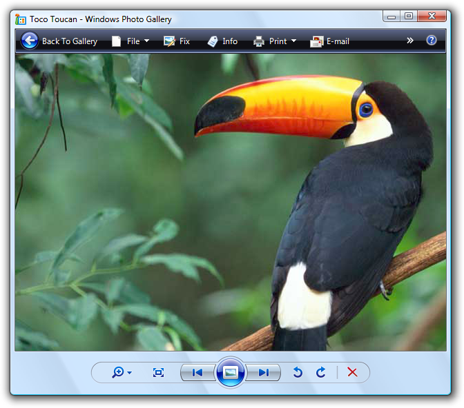 captura de pantalla de pájaro en la galería de fotos de windows 