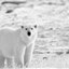 Image 12 dot j p g, which shows a polar bear.
