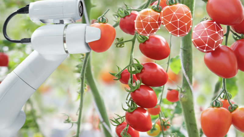 机器人手采摘西红柿的照片。